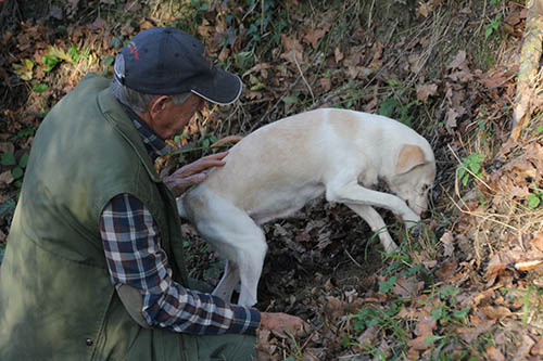 Truffle Hunter